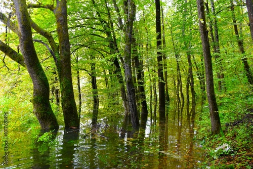Obraz na płótnie Flooded forest at Rakov Škocjan with pedunculate oak (Quercus robur) and hornbeam (Carpinus betulus) trees in Notranjska, Slovenia w salonie
