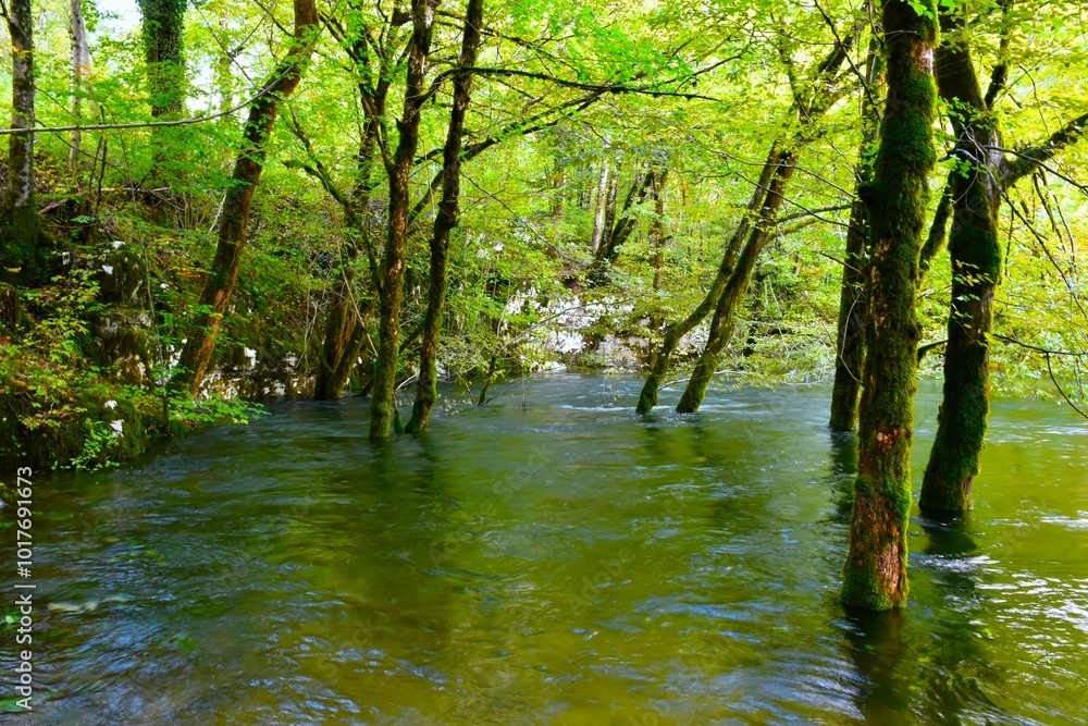 Flooded forest at Kotliči water spring at Rakov Škocjan in Notranjska, Slovenia Flooded forest at Kotliči water spring at Rakov Škocjan in Notranjska, Slovenia