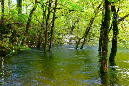 Flooded forest at Kotliči water spring at Rakov Škocjan in Notranjska, Slovenia