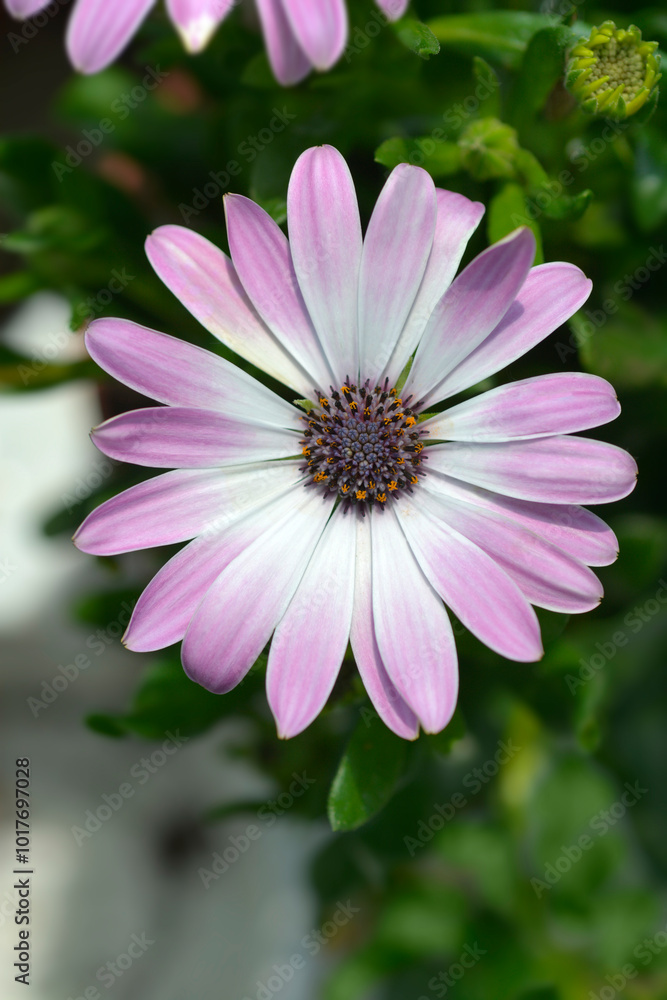 African daisy flower