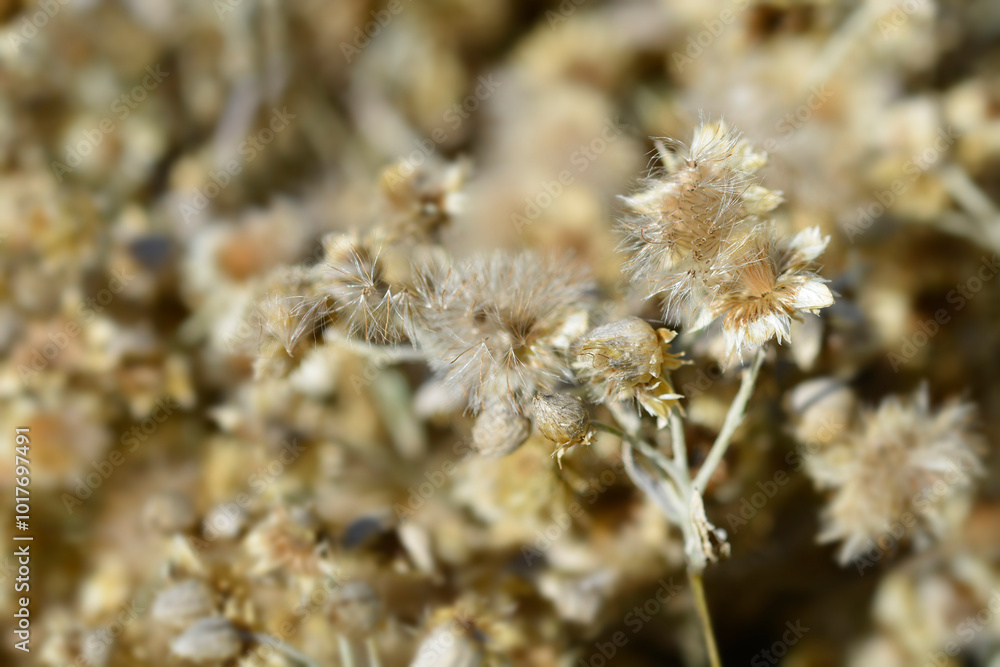 Everlasting Summer Snow seed heads Everlasting Summer Snow seed heads