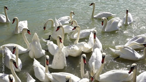 4k footage of swans eating corn grains thrown in to water on the lake Zbilje, Slovenia. Swans in their natural habitat. High quality footage  photo