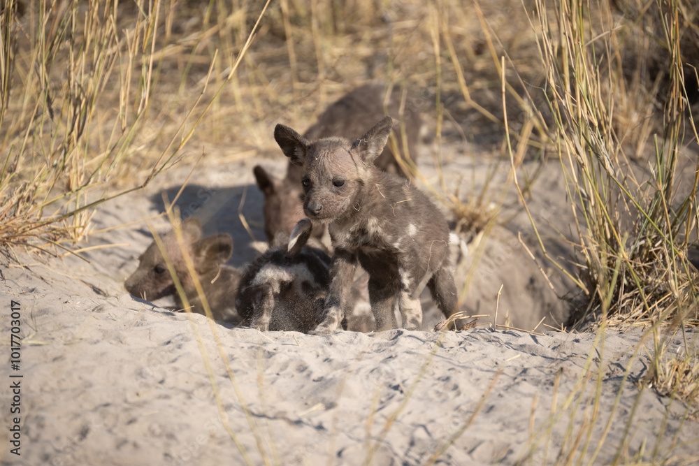 Fototapeta premium African wild dog, Lycaon pictus, walking in the water. Hunting painted dog with big ears, beautiful wild animal in habitat. Wildlife nature, Moremi, Okavanago delta, Botswana, Africa