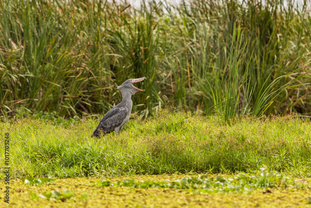 Naklejka premium African Balaeniceps (Balaeniceps rex) is a large African bird from the order of the rocks, known especially because of its conspicuously shaped beak.