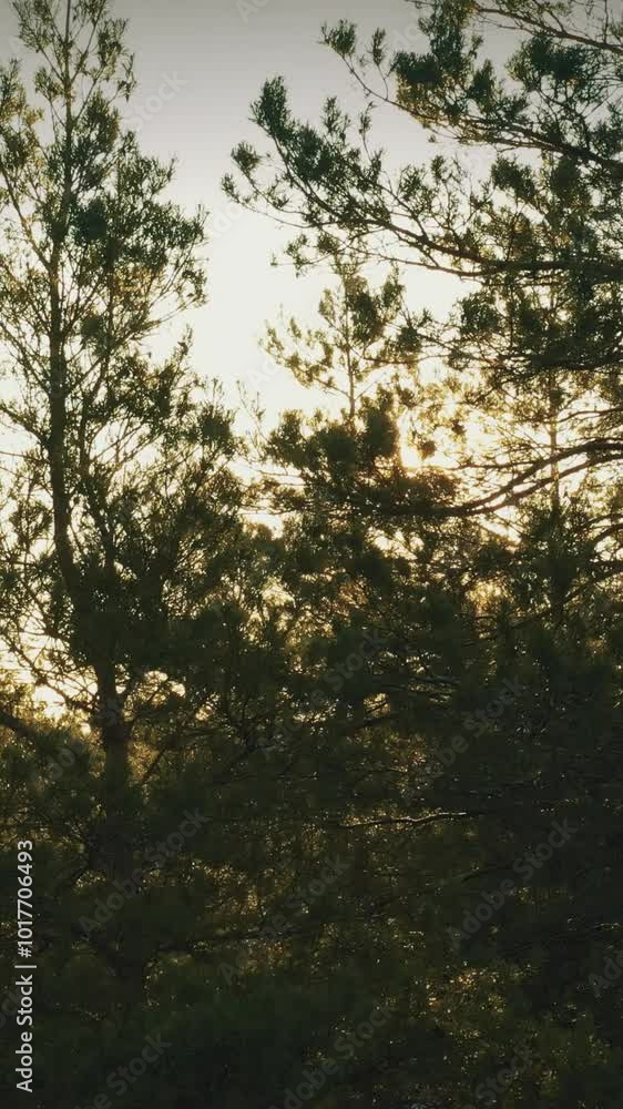 Aerial View Of Green Pine Coniferous Forest In Landscape During Sunset In Spring. Top View From Attitude. Drone View Of European Woods At Springtime Aerial View Of Green Pine Coniferous Forest In Landscape During Sunset In Spring. Top View From Attitude. Drone View Of European Woods At Springtime