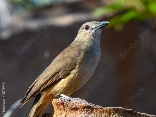 Sandstone Shrikethrush - Colluricincla woodwardi in Australia photo