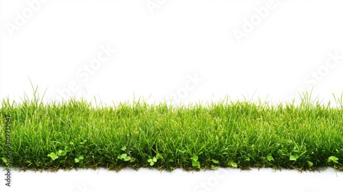 A vibrant row of fresh green grass against a clean white background, showcasing the natural beauty and texture of the blades ,generative ai