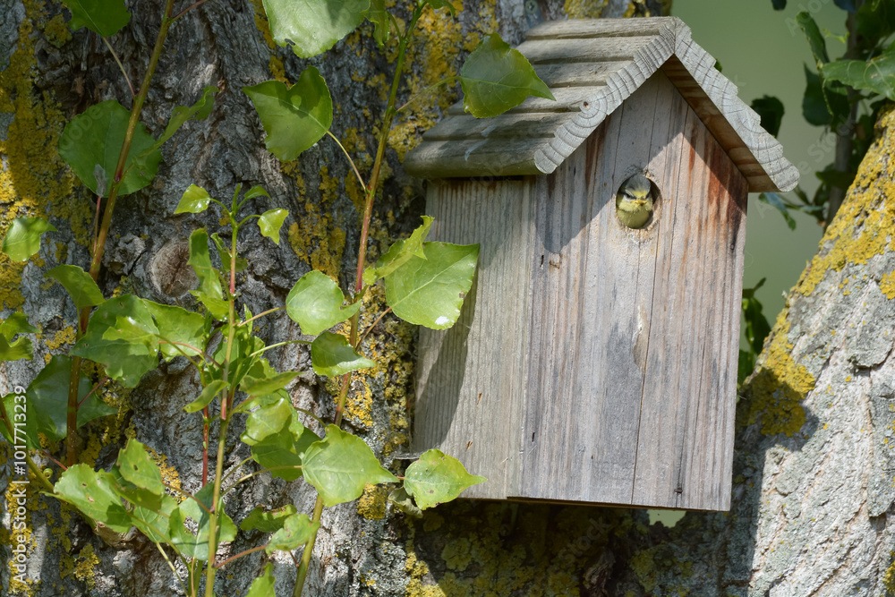 Oiseau dans le nichoir