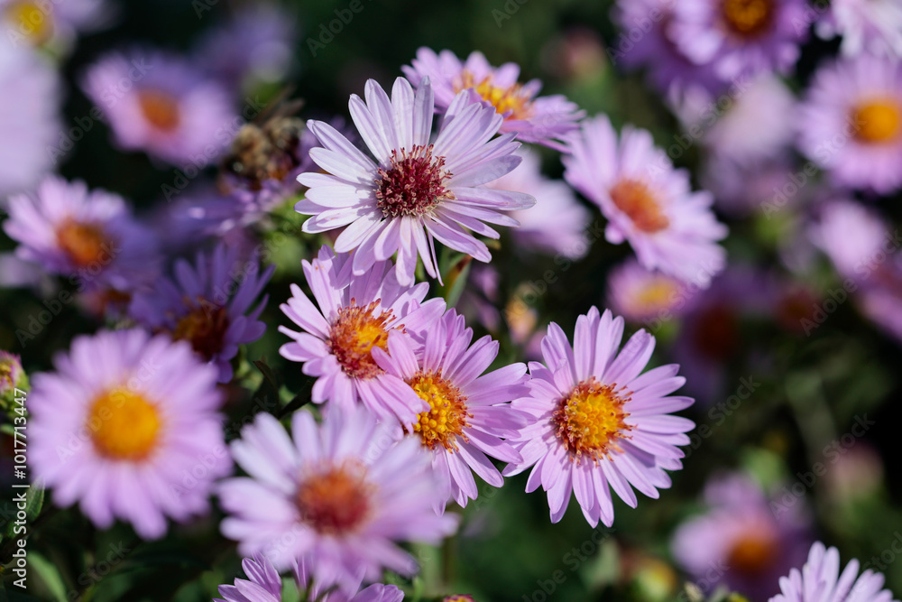 Autumn asters blooming and decorate the garden Autumn asters blooming and decorate the garden