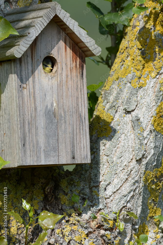 Oiseau dans le nichoir