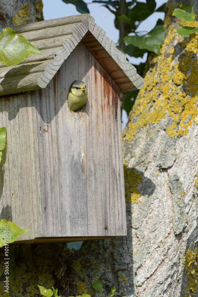 Oiseau dans le nichoir