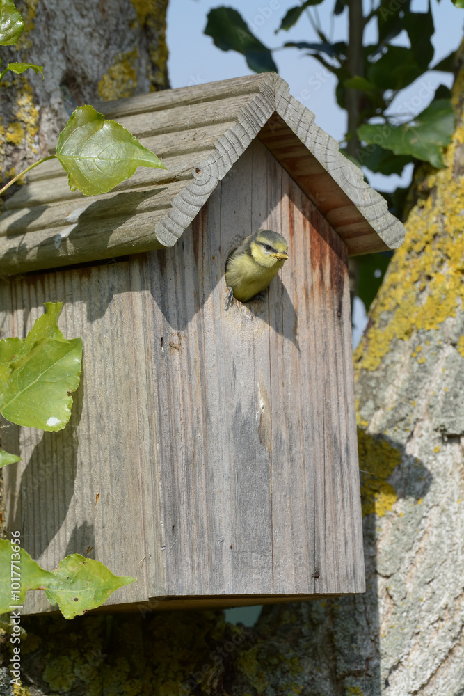 Oiseau dans le nichoir