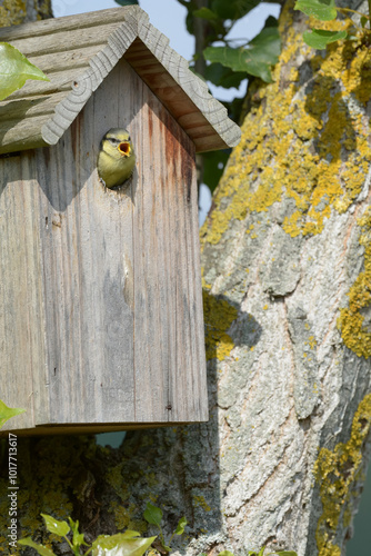 Obraz na płótnie Oiseau dans le nichoir w salonie