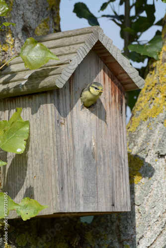 Obraz na płótnie Oiseau dans le nichoir w salonie