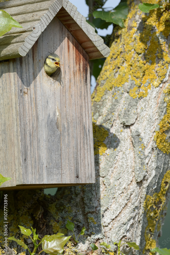 Oiseau dans le nichoir