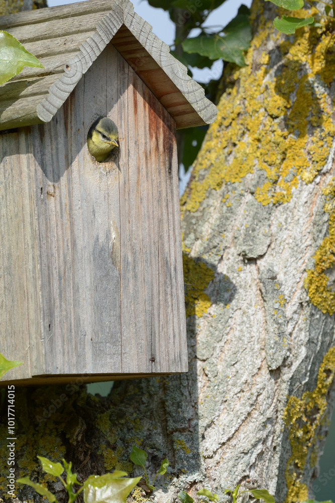 Oiseau dans le nichoir