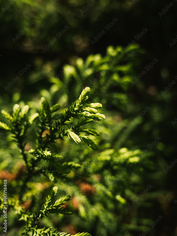 Tree foliage Tree foliage