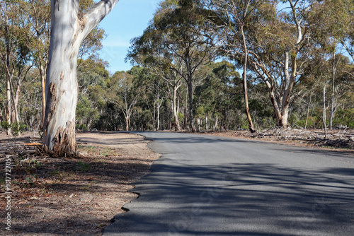 countryt road through australian bushland photo