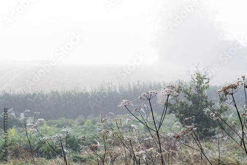 Chilly damp autumn winter misty morning view over fields with dew laden cobwebs covering vegetation photo