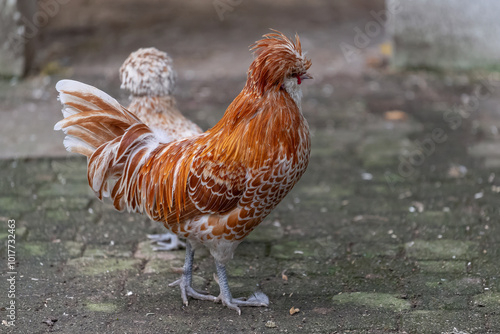 Nancy, France - October 1st 2024 : View on a male Padovana chicken in a henhouse in a park in the city of Nancy.