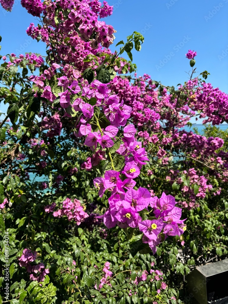 Fototapeta premium An amazing living decoration of a residential building or an ancient building with hanging bougainvillea flowers will not leave any ordinary passerby indifferent.