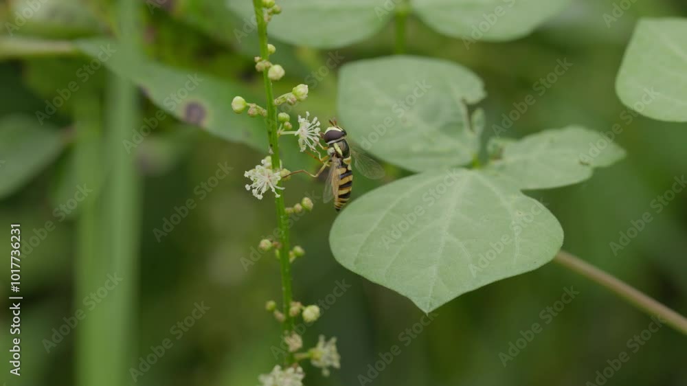 A close shot of a bee sucking flower A close shot of a bee sucking flower