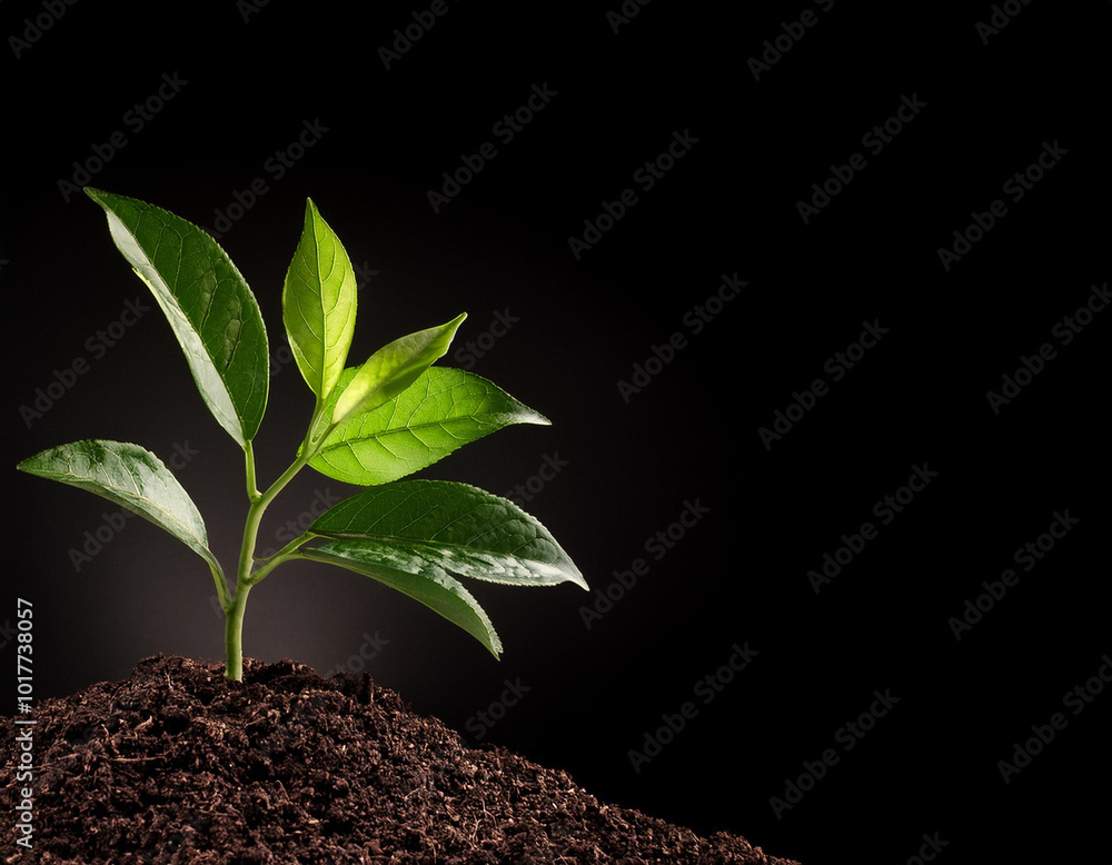 Planta verde naciendo de un pequeño monton de tierra
Planta verde naciendo de un pequeño monton de tierra