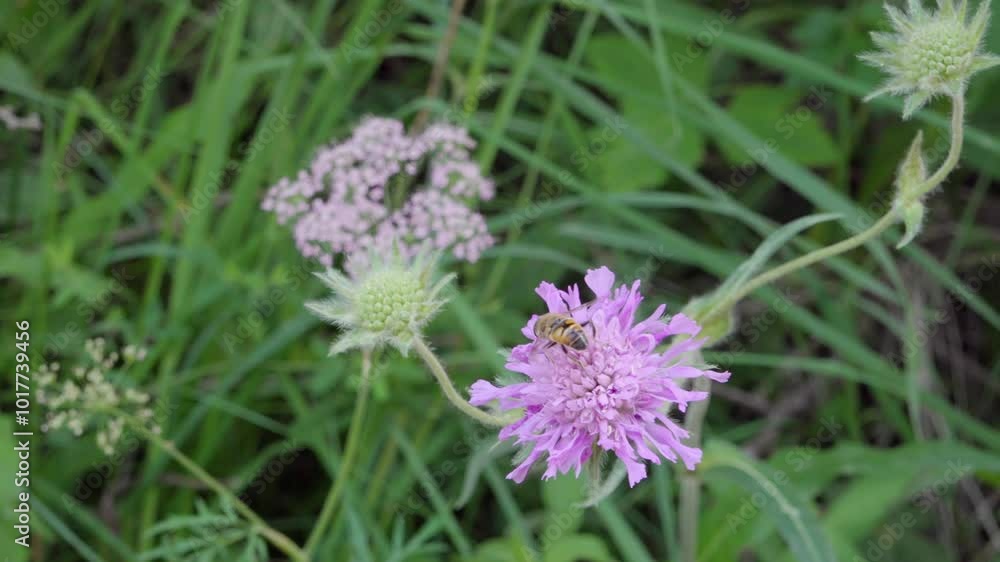Closeup of a bee collecting nectar from a wildflower Closeup of a bee collecting nectar from a wildflower