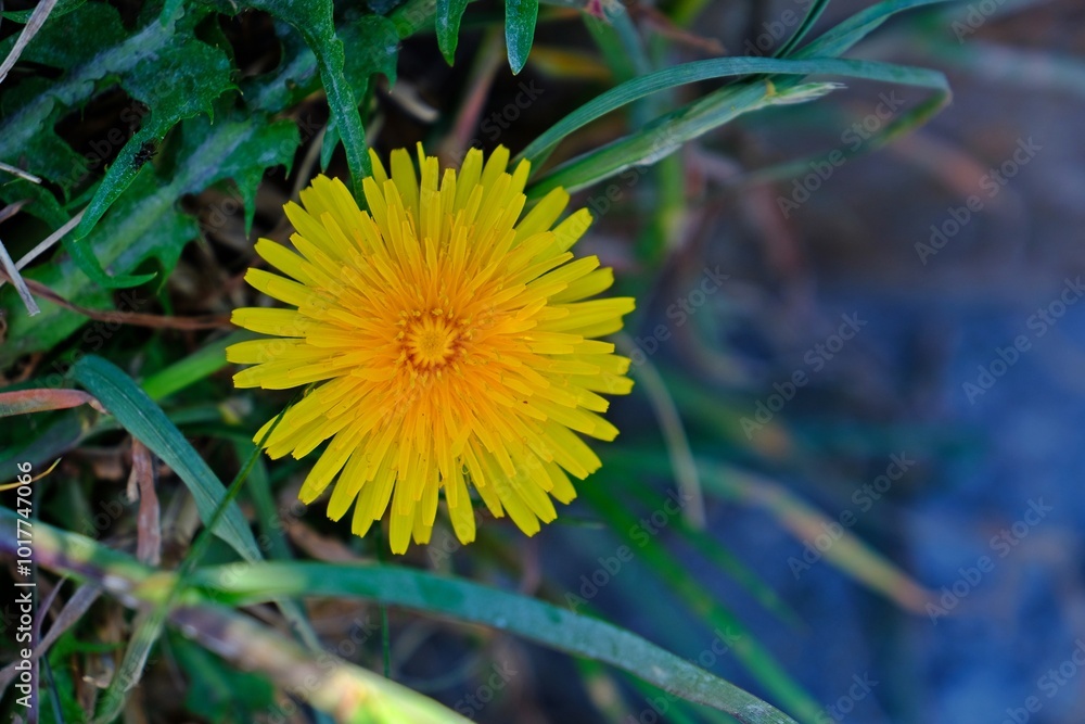 Beautiful yellow dandelion (Taraxacum officinale) flower in meadow.