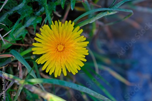 Obraz na płótnie Beautiful yellow dandelion (Taraxacum officinale) flower in meadow. w salonie