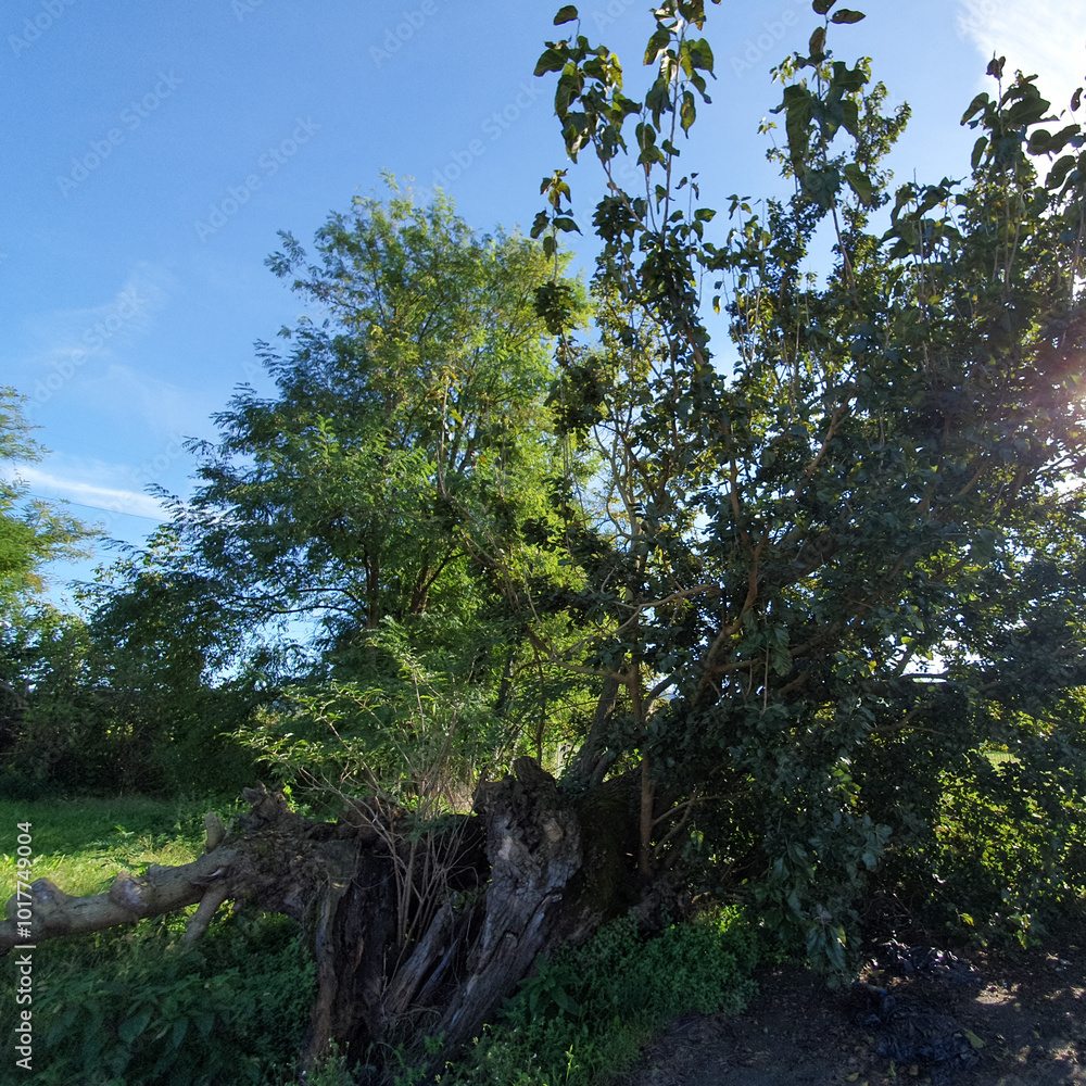 Fototapeta premium old white mulberry tree scient. name Morus alba