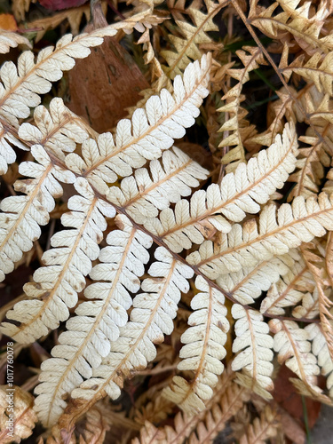 Beige and brown fern foliage texture for seasonal design