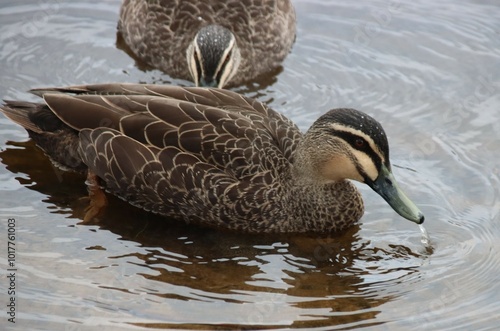 Pacific Black Duck (Anas superciliosa), Casey Fields, Cranbourne East, Melbourne, Victoria, Australia. photo