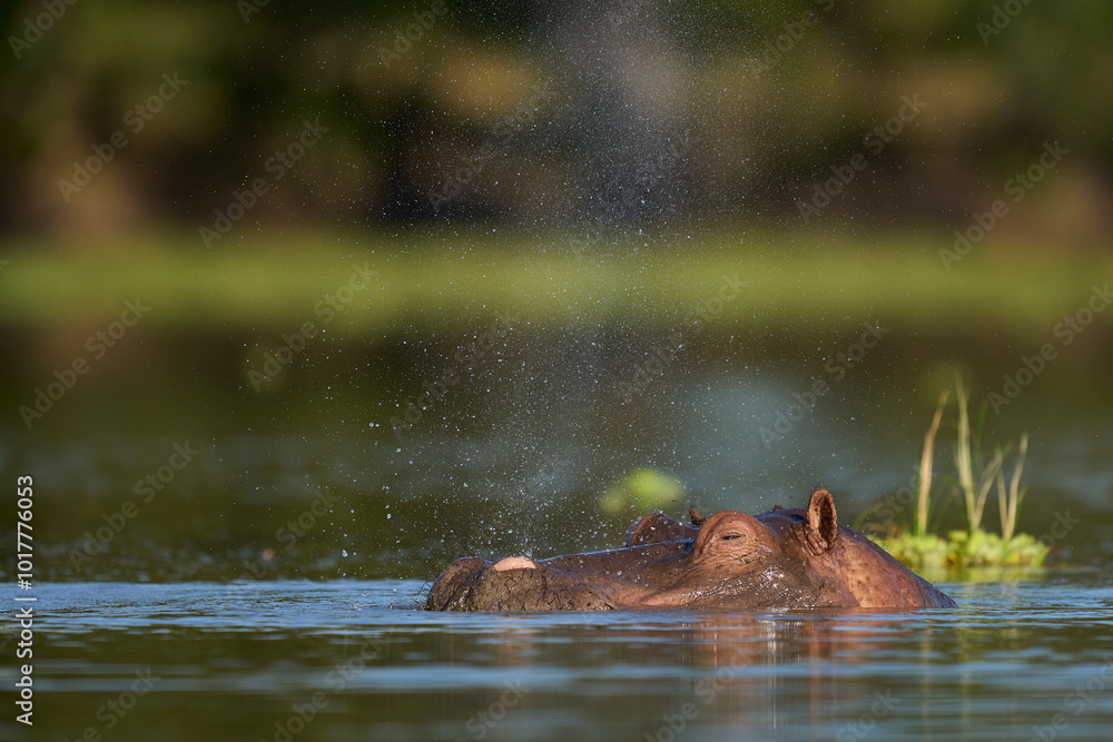 Fototapeta premium Hippopotamus (Hippopotamus amphibius) in a lagoon in South Luangwa National Park, Zambia