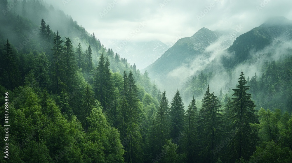 Fototapeta premium A lush green forest with a misty, cloudy sky above