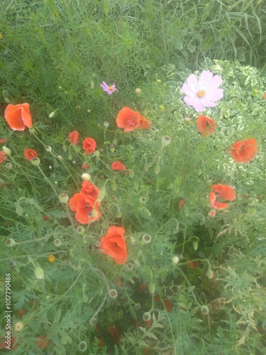 Wildflowers, including red poppies and a pink daisy, growing in a lush green field.