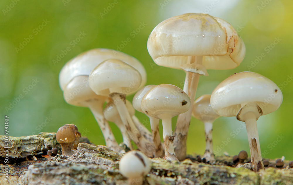 champignons champignons