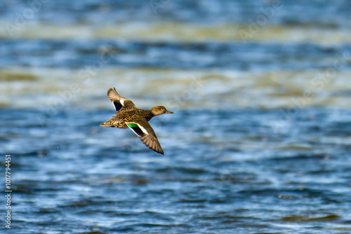 Photos Weibliche Krickente im Flug im Herbst an der Ostsee