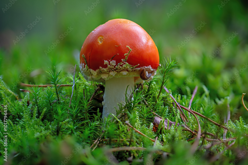 young single fly agaric with moss an the forest floor