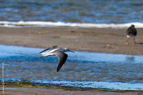 Grünschenkel im Herbst an der Ostsee photo