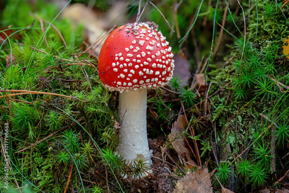 young single fly agaric with moss an the forest floor young single fly agaric with moss an the forest floor