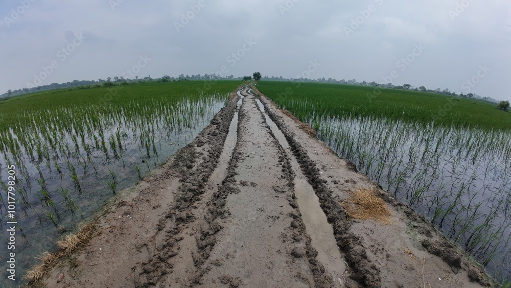 Fototapeta premium Muddy Pathway Through Waterlogged Paddy Fields