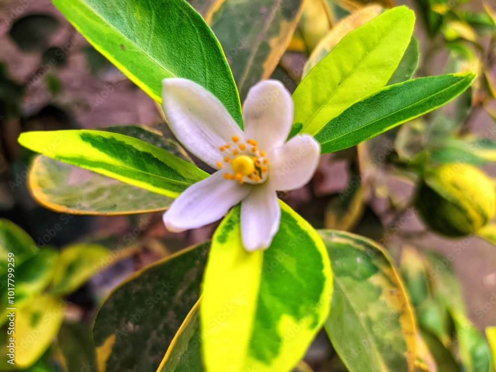 Obraz premium flower in the garden