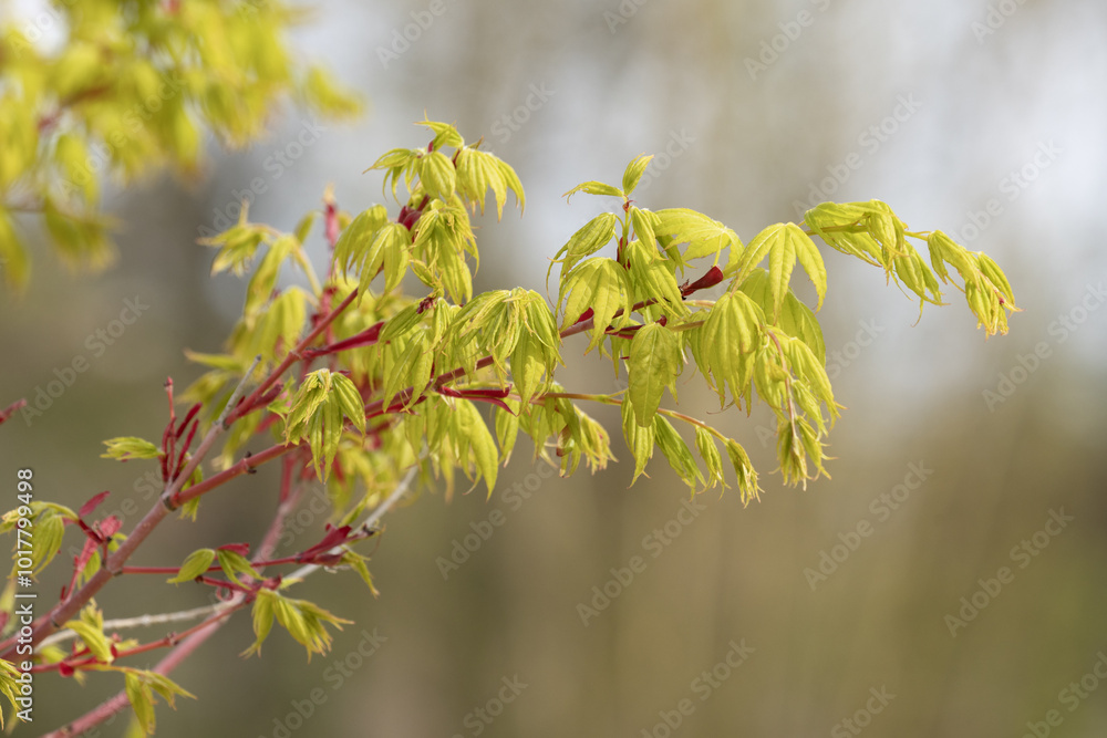 Pousse de feuilles d'un arbre au printemps Pousse de feuilles d'un arbre au printemps