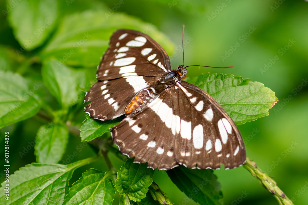 Common Sergeant butterfly, Athyma Perius, found in SE Asia Common Sergeant butterfly, Athyma Perius, found in SE Asia
