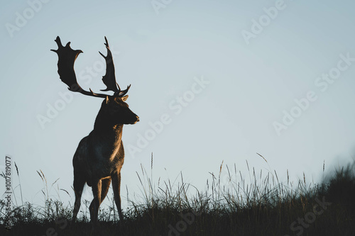 Damwild in den Niederlanden