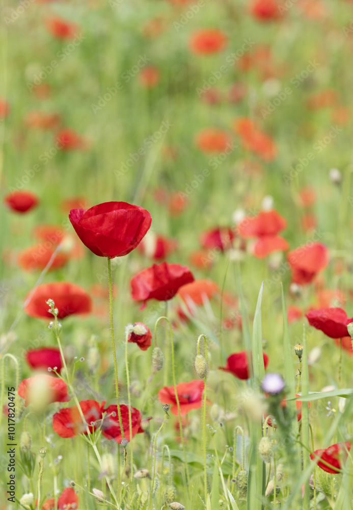 Coquelicots dans une jachère fleurie Coquelicots dans une jachère fleurie