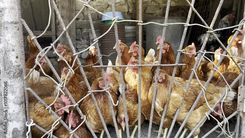 Farm chickens, red chickens in coop. Farm.