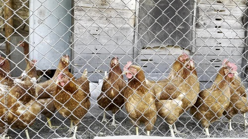 Farm chickens, red chickens in coop. Farm.