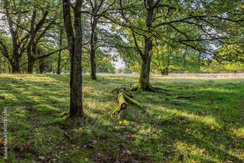 Behind Small Danish lake Rorbaek with green sourroundings in Denmark photo